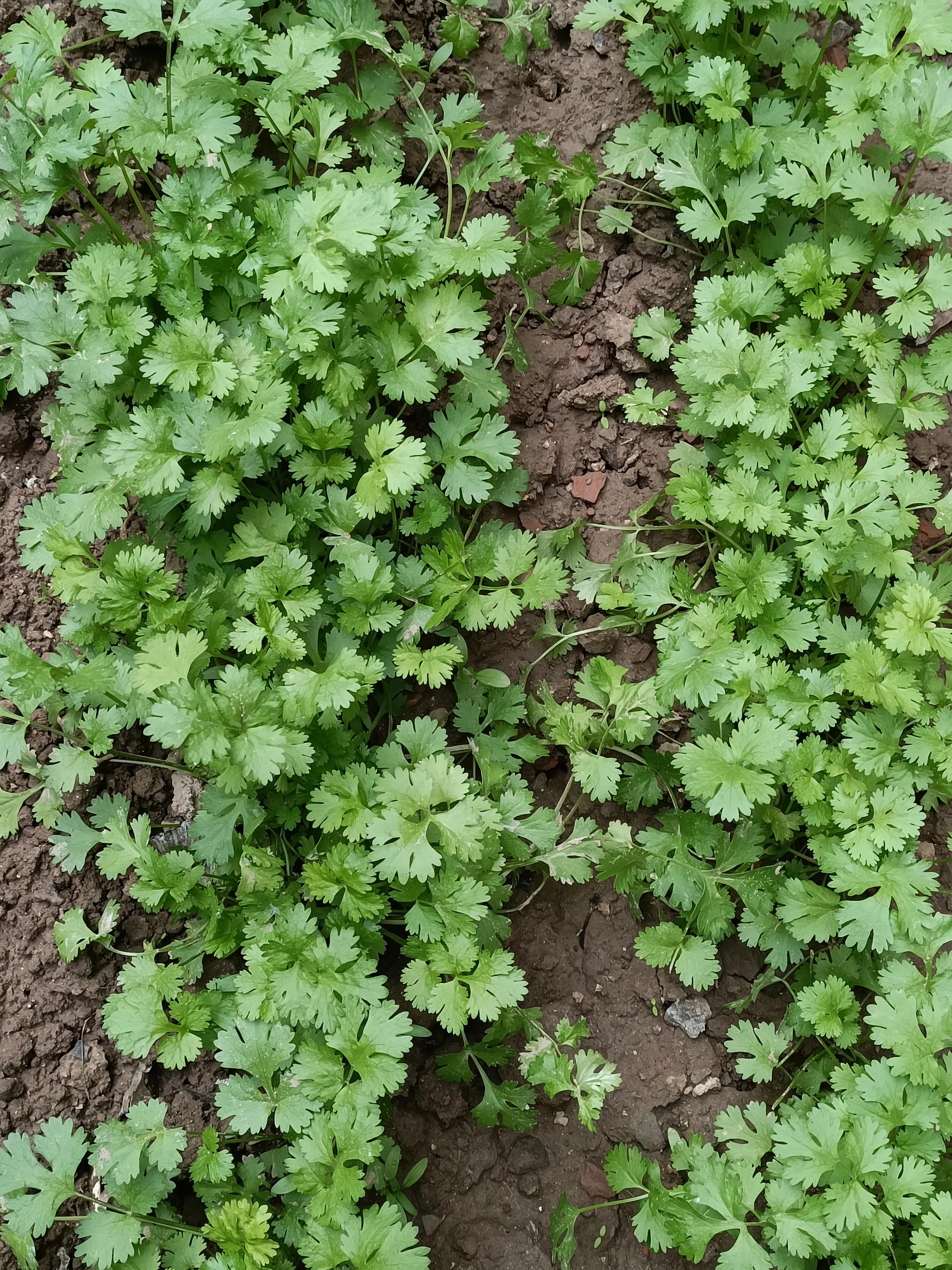 菜地菜种子怎么种,买的蔬菜种子第二年如何留种