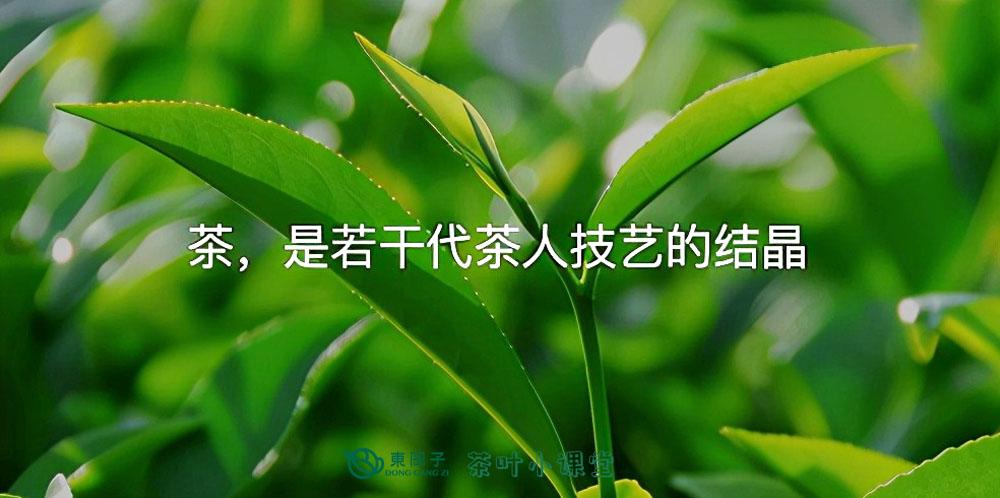 铁观音的兴衰,铁观音历史典故