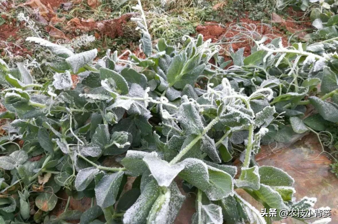 预防作物冻害最好的防冻剂,植物冻害了还能用防冻剂吗