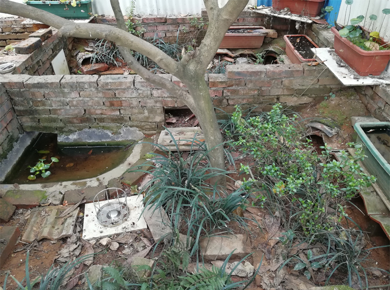 安徽黄缘闭壳龟冬眠适合什么温度,黄缘闭壳龟家庭小环境