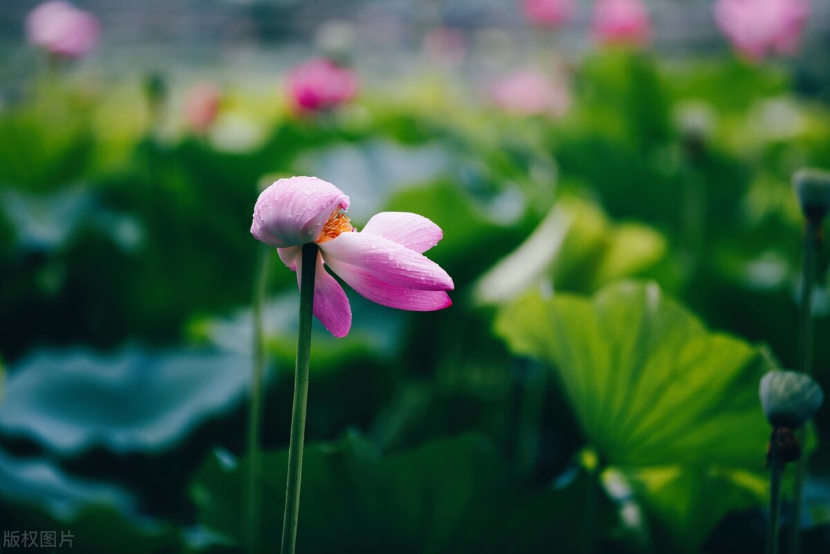 鏉ユ澂2024鍏ㄧ硸鍘诲啺濂惰尪鍥剧墖,鏉ユ澂2022鍏ㄧ硸鍘诲啺閰嶄粈涔堝浘