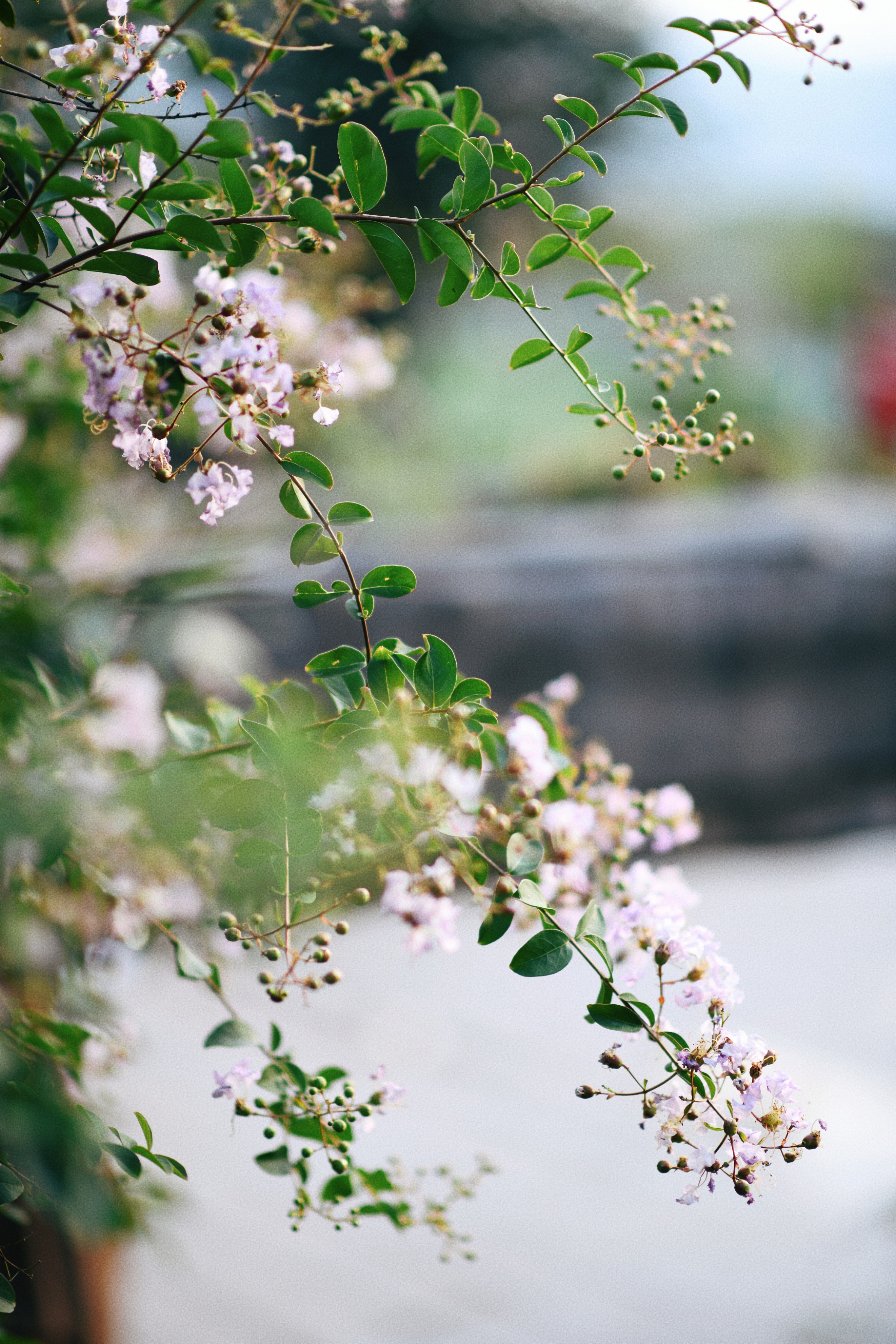 界石见山空谷民宿,巴南界石世外桃源