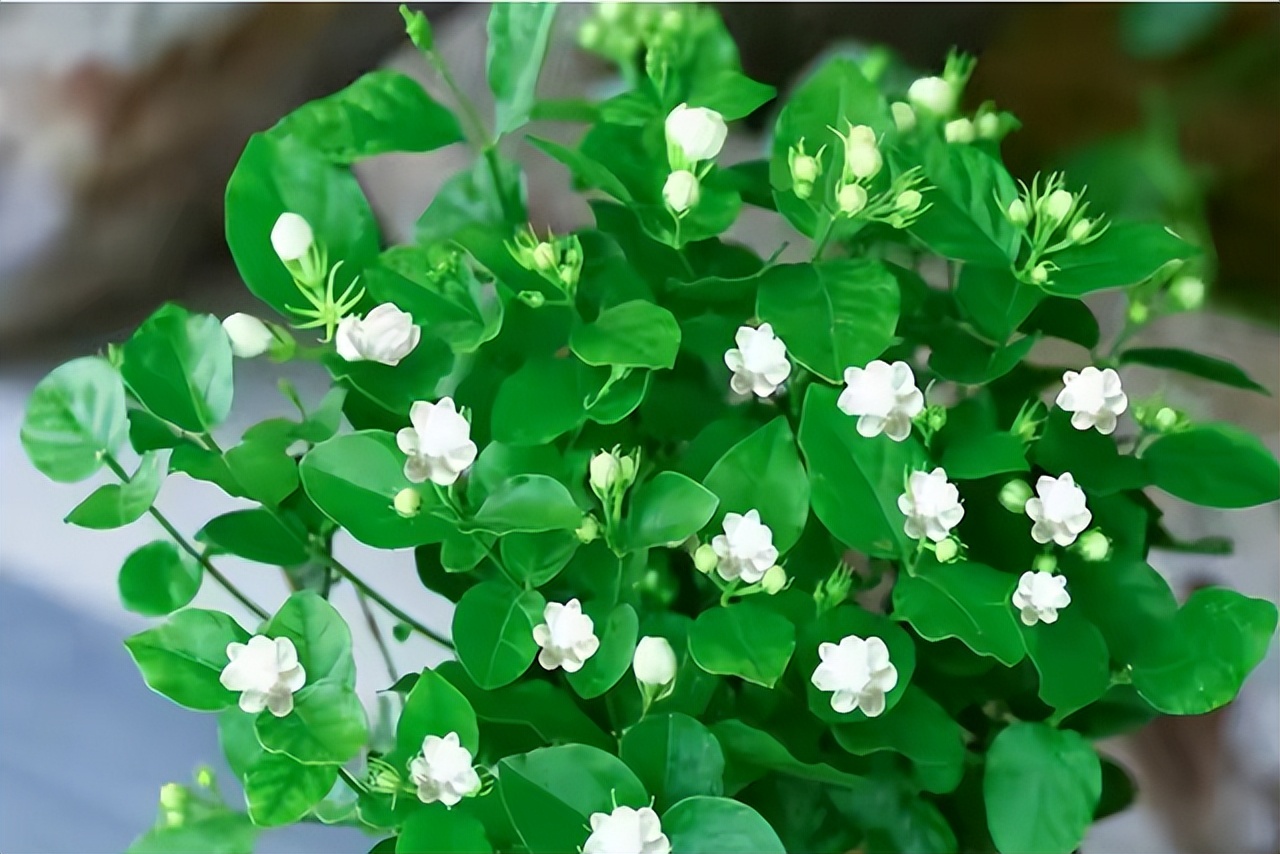 花多多2号和磷酸二氢钾有什么区别，老一辈：都是智商税，别用了