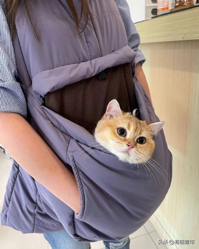 养猫省钱妙招排毛球,养猫不掉毛妙招有哪些方法