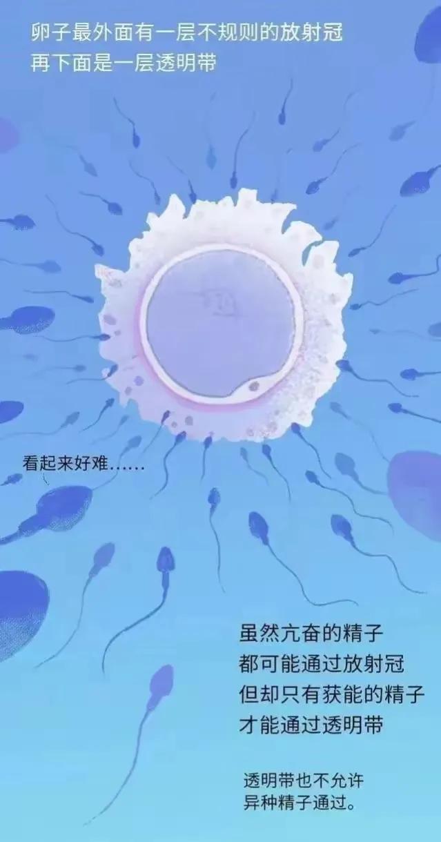 精子进入女性体内后，会发生什么神奇的事？漫画科普