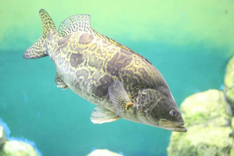 鳜鱼吃跟自己体型一样大的鱼,鳜鱼为什么不吃很小的鱼