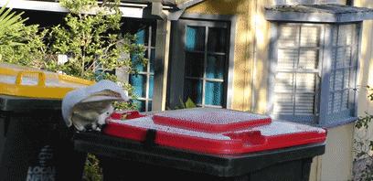 人鸟大战不断升级，想阻止鹦鹉乱翻垃圾桶太难了