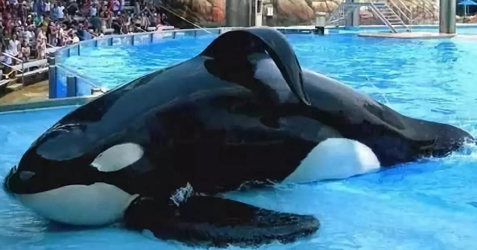 6岁公主活成“脚链囚徒”,背后的动物表演让人心疼