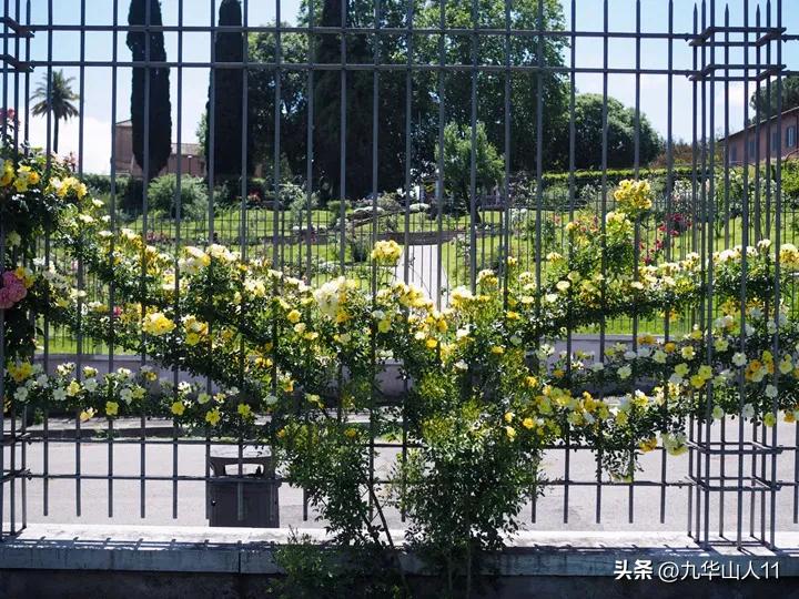 通过adr认证的月季品种,奥古斯塔路易斯月季是adr认证吗