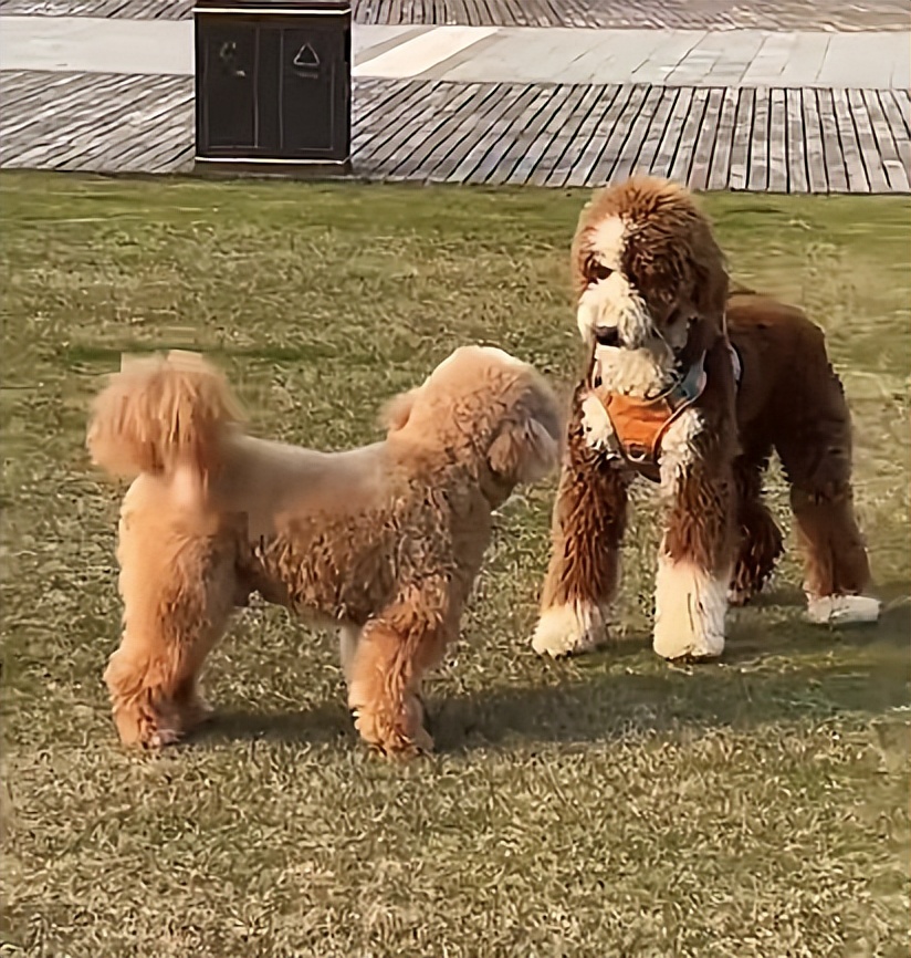 网友买了一只宠物看着挺可爱的,网友买了小香猪长大了