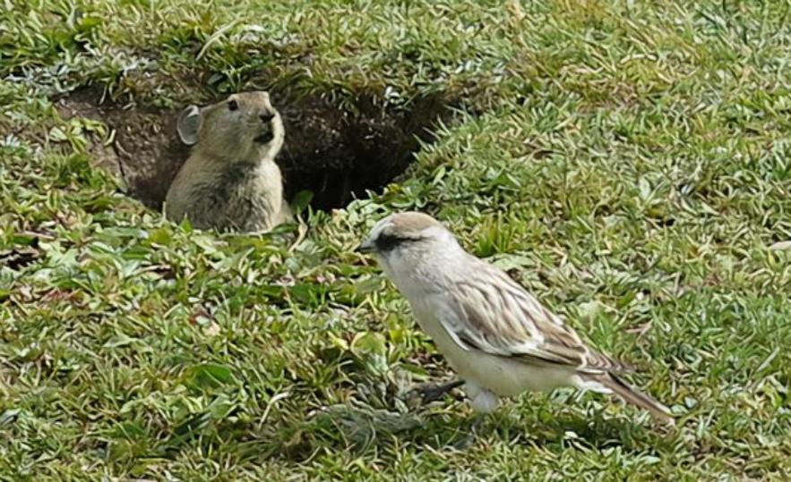 高原鼠兔是易危还是濒危,高原鼠兔到底有多可怕