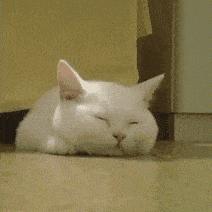 流泪猫猫头原图,最近猫猫头为什么这么火