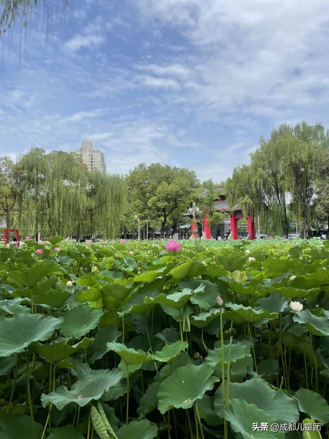 成都周边过气的赏荷胜地,成都赏荷景区