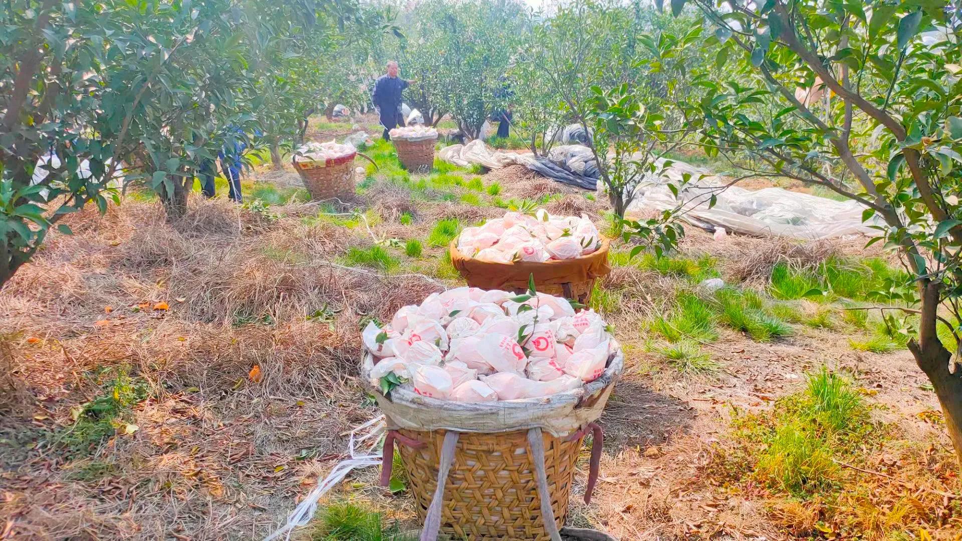 柑橘购买与销售,柑橘买卖