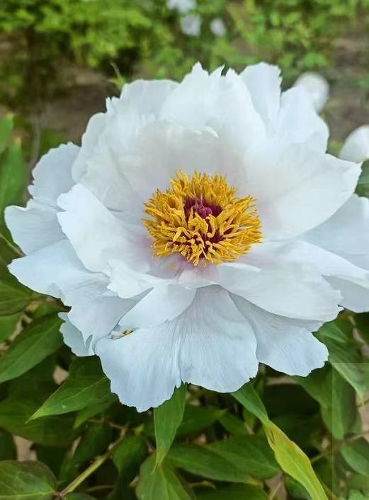 阿茂|茫茫春色剩几许，一分韶光到雨薇（原创诗词十一首）