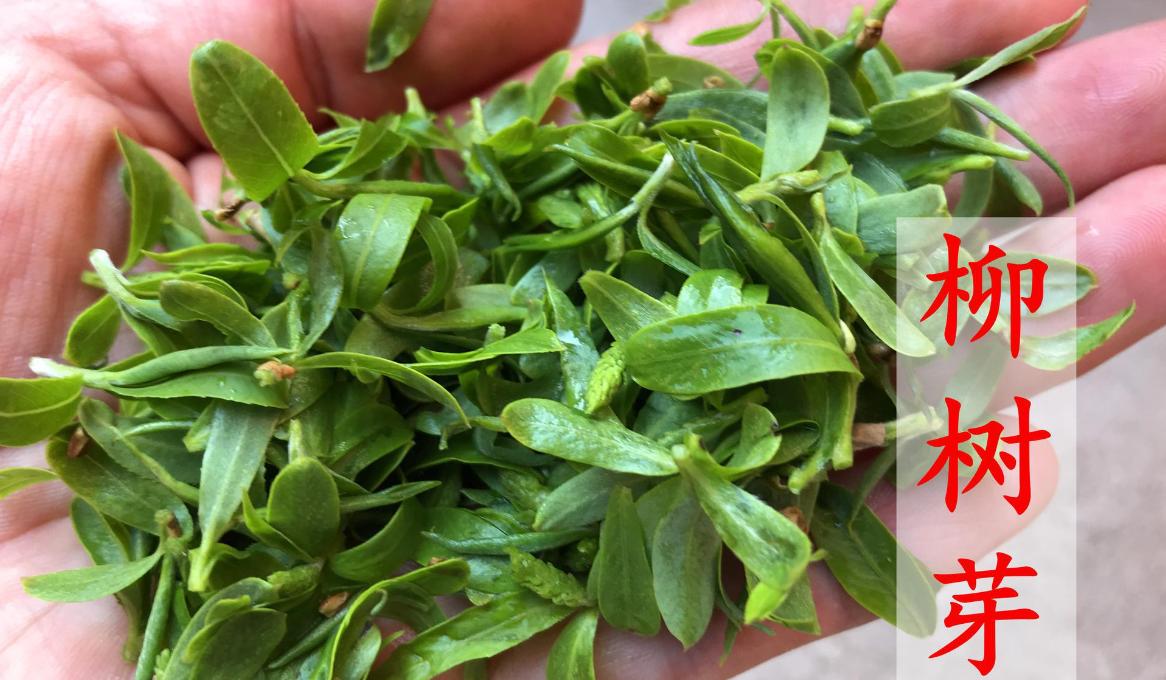 除湿热健脾胃最好的菜,健脾胃祛湿热的食谱儿童