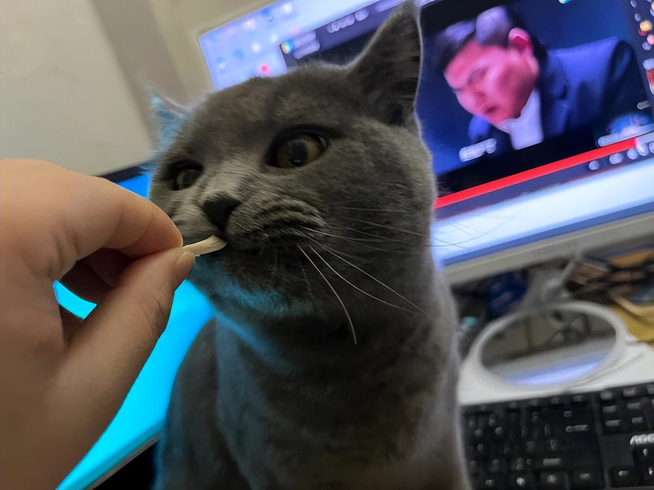 养蓝猫最忌主人什么行为,养蓝猫的7大禁忌