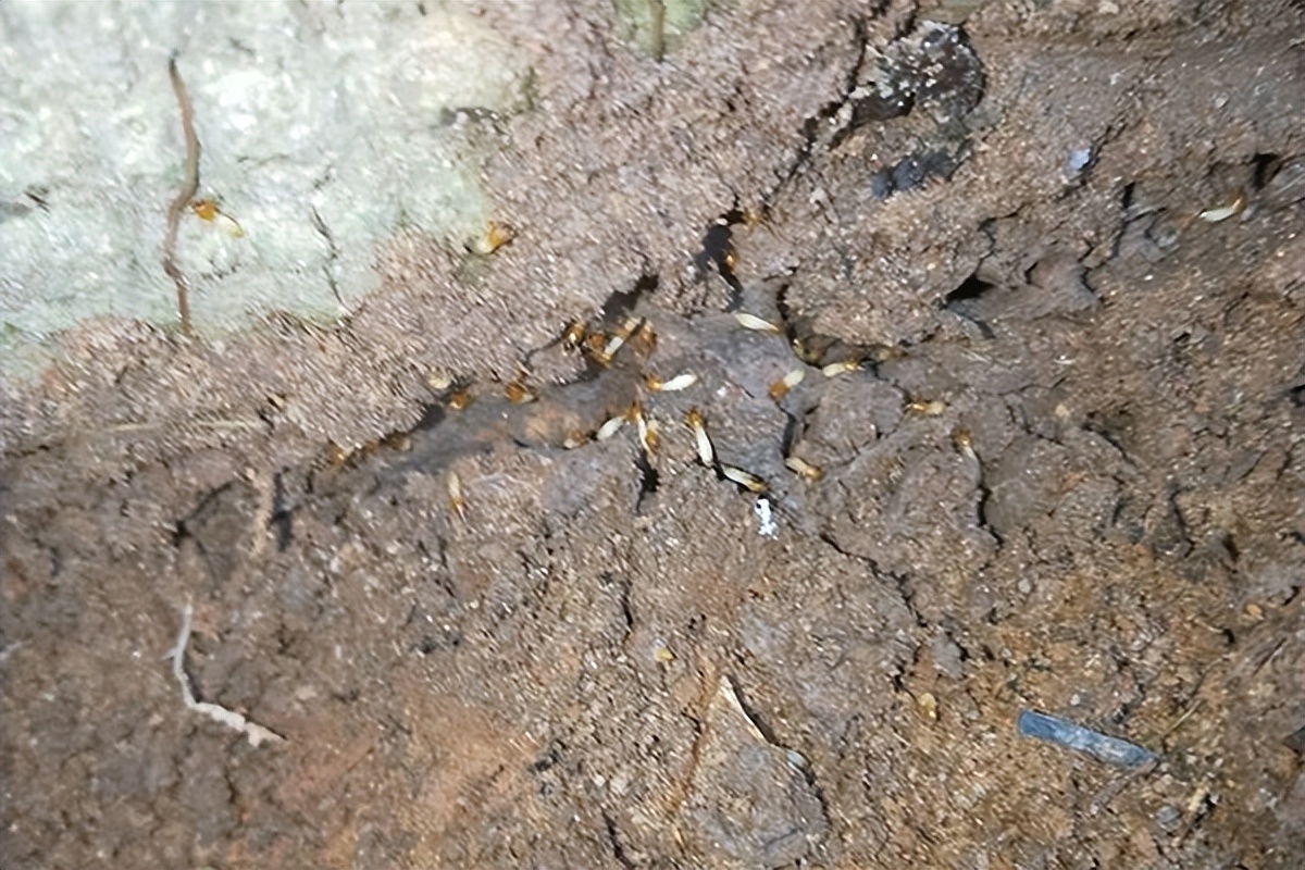 汕头林胜白蚁防治中心上门灭白蚁,清远白蚁防治研究所除白蚁多少钱