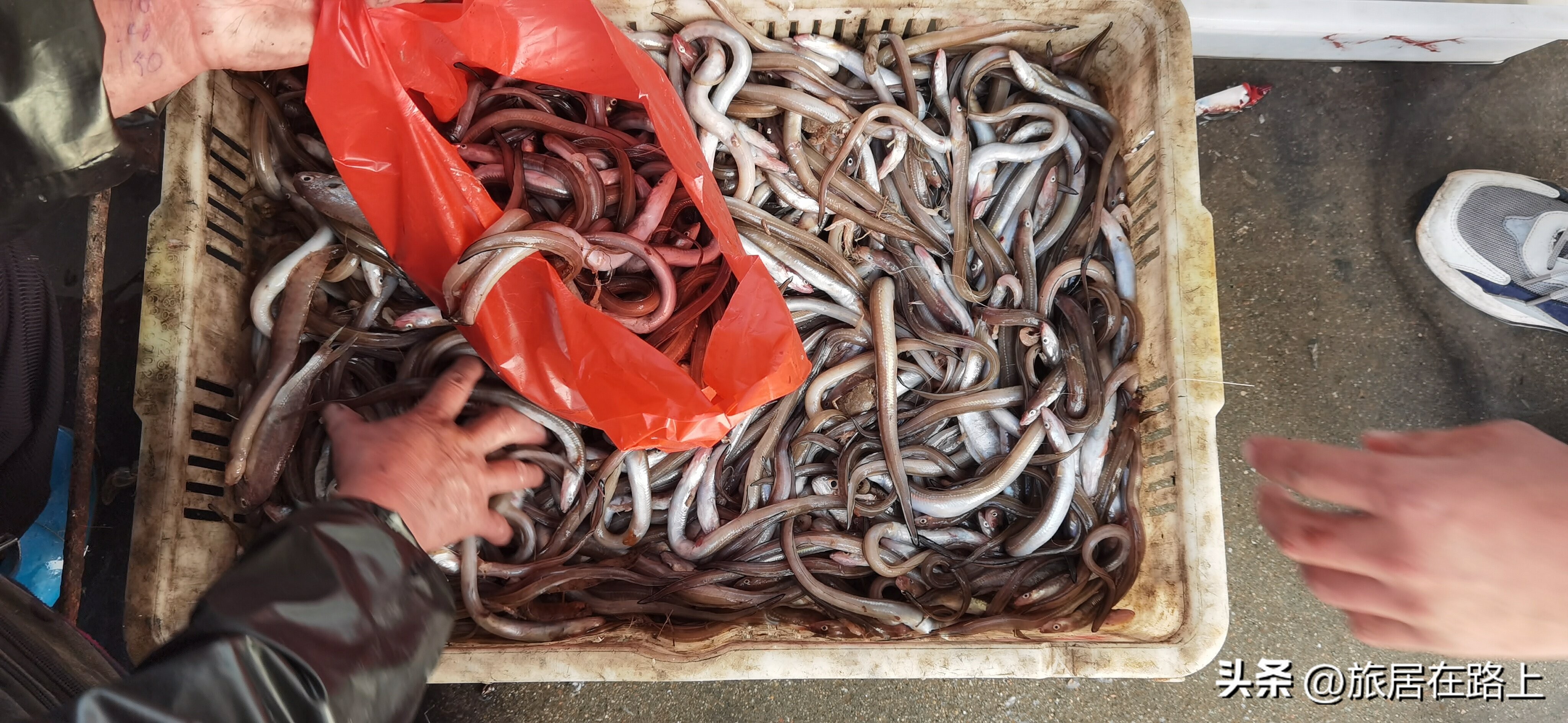 日照天气,日照直播