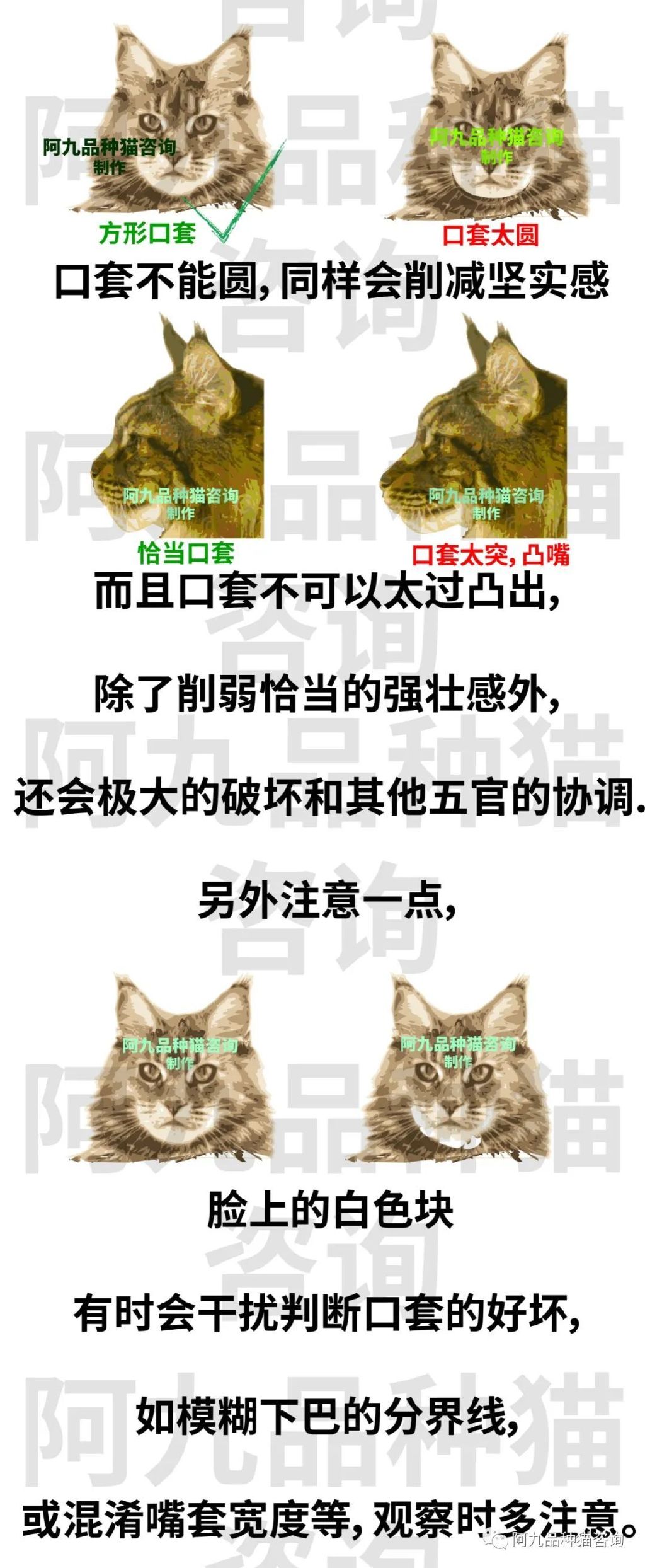 缅因猫品种标准图解，缅因猫怎么分辨好坏，缅因猫怎么分辨颜色