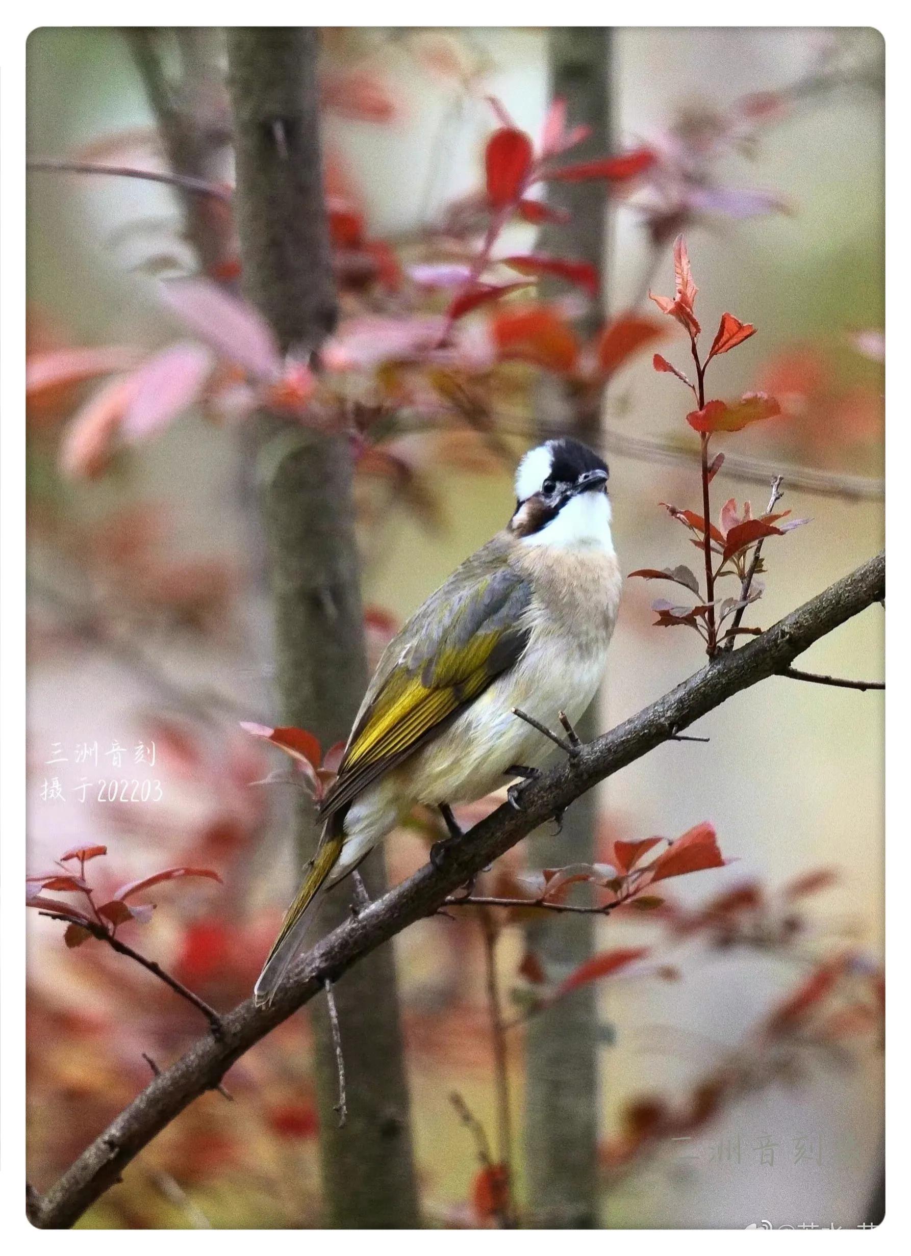 上海国际汽车城安亭,上海安亭国际汽车城