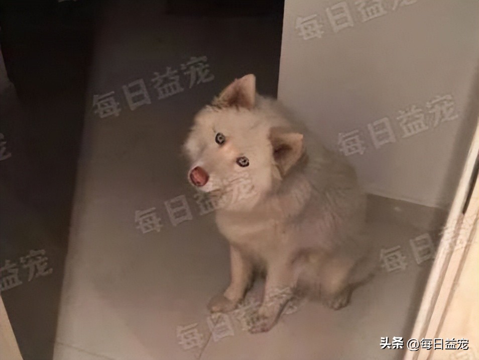 高价买回一只萨摩耶，半年后发现不对劲，铲屎官气到无力吐槽