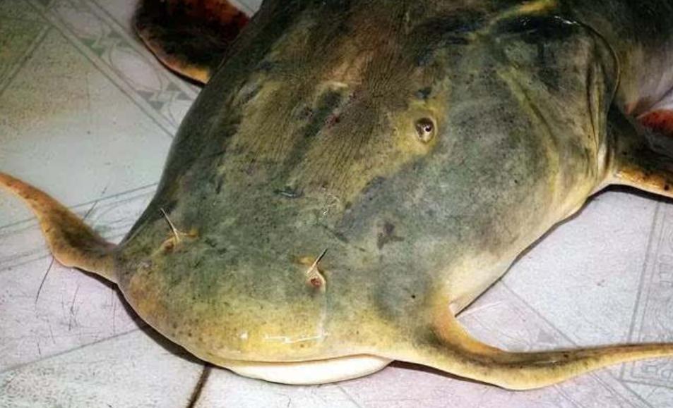 在印度是吃人水怪,在云南就是道菜!快要消失的面瓜鱼有多好吃?