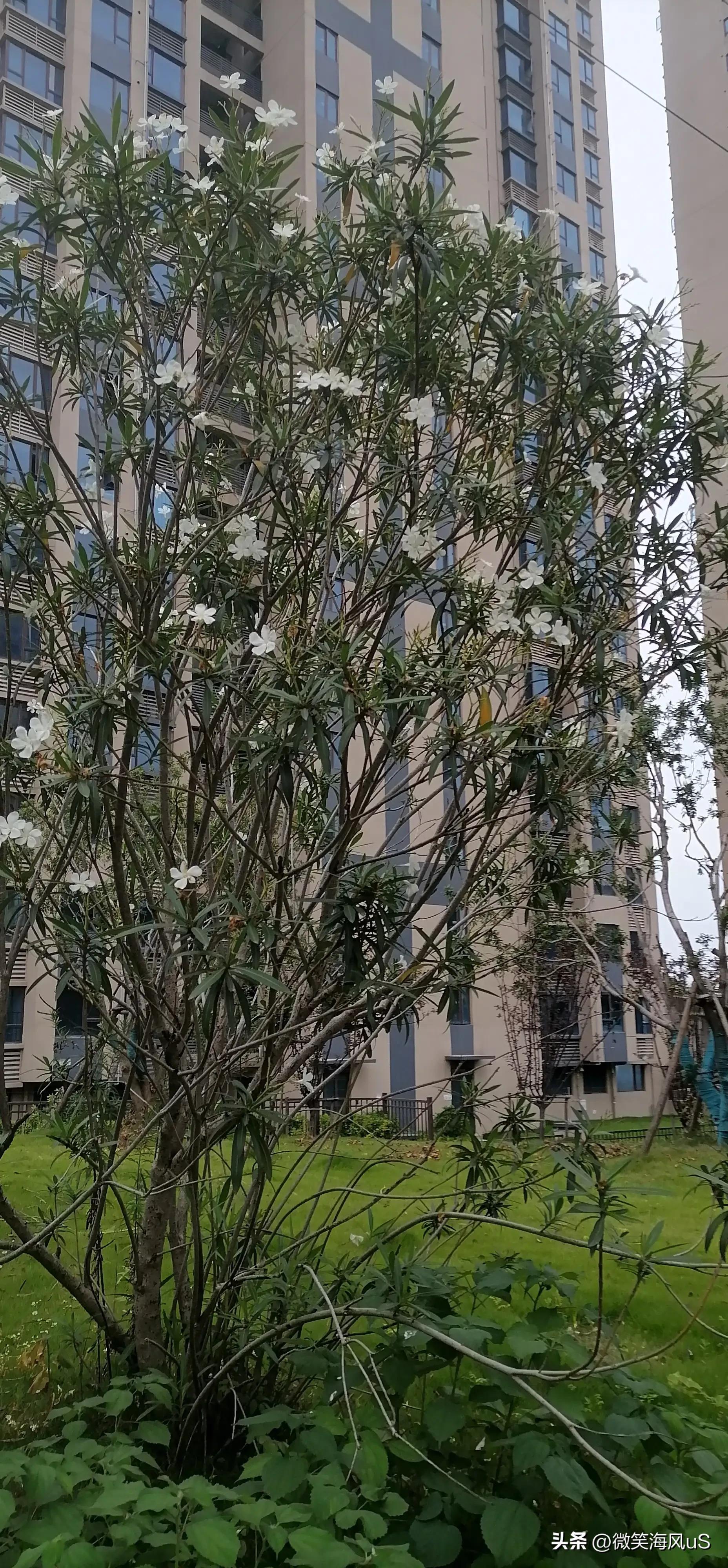 夹竹桃作品图片大全,夹竹桃花小说