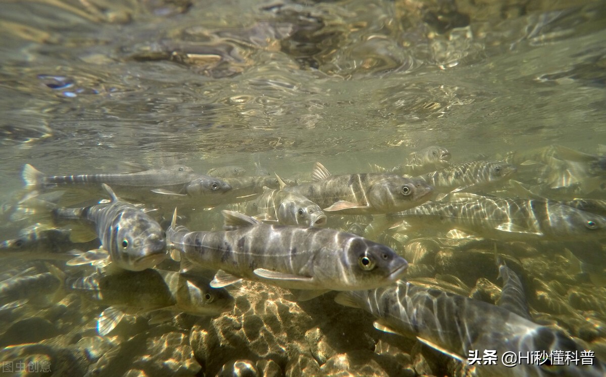 青海湖的救星：3年吃掉7万吨现数量恢复，黑色市场可浮上台面？