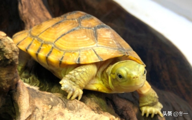 新手养龟的基本知识,入门养龟用什么龟缸