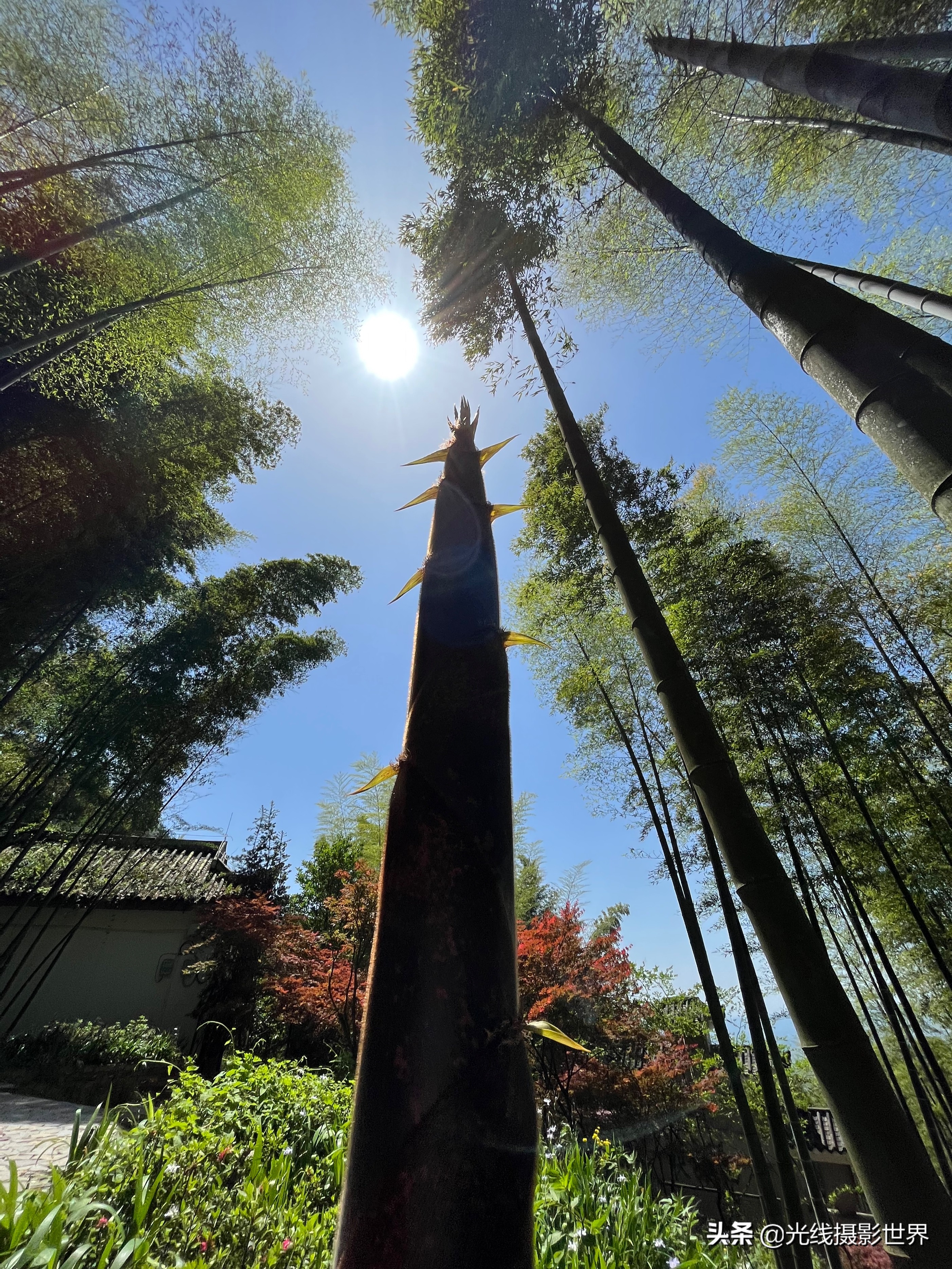 永川茶山竹海风景区门票优惠政策,永川茶山竹海2021年旅游日免费吗