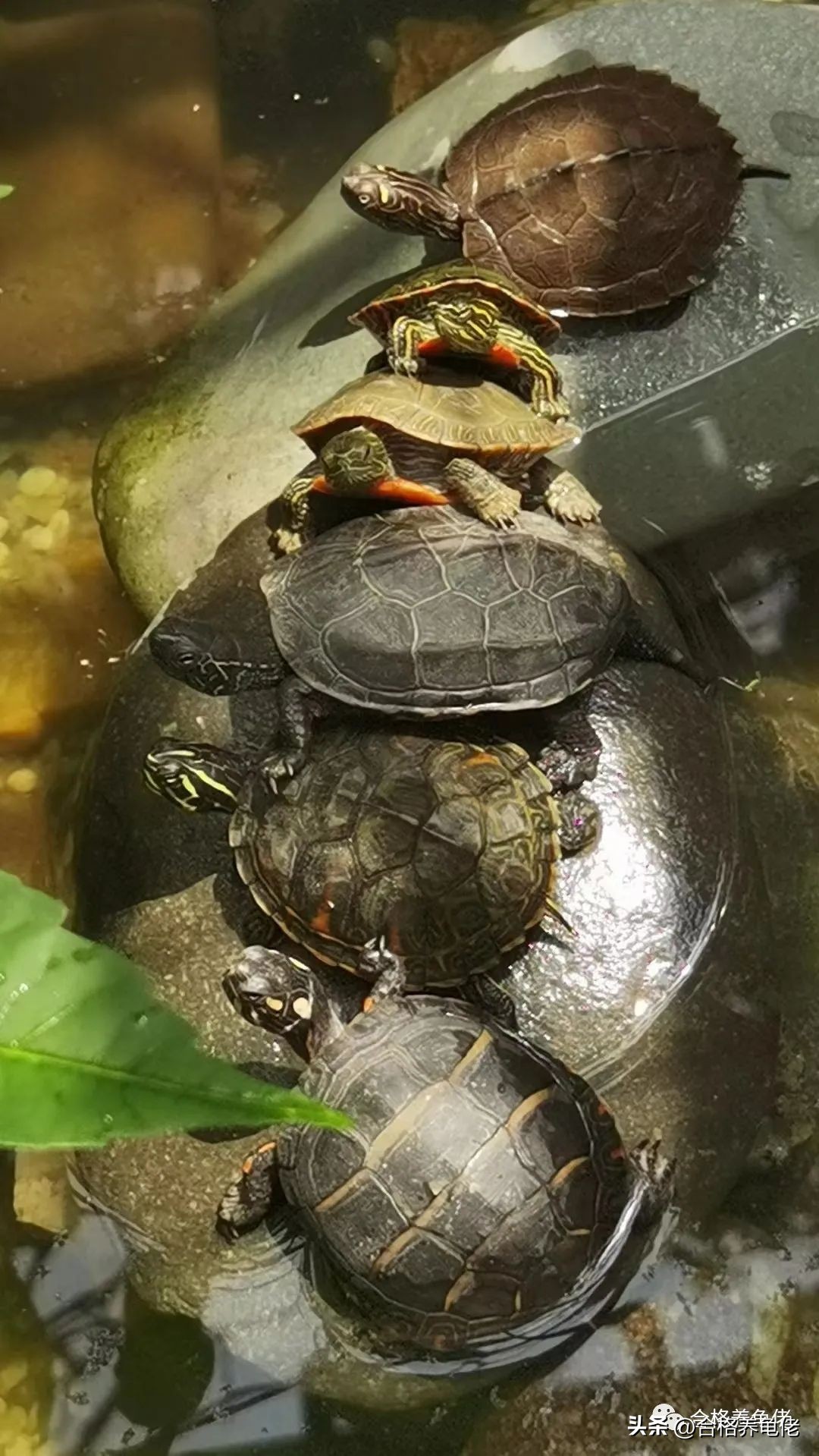 新手养超级小的龟需要注意的事项,龟的饲养方法及注意事项
