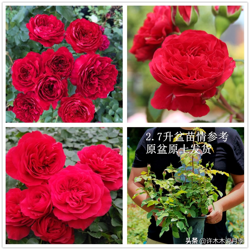 藤本月季嫁接苗和扦插苗哪种好,红龙月季扦插苗好还是嫁接苗好
