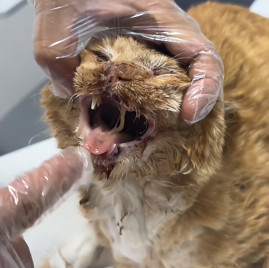 流浪猫眼睛受伤覆盖了一层蓝膜,流浪猫眼睛被糊