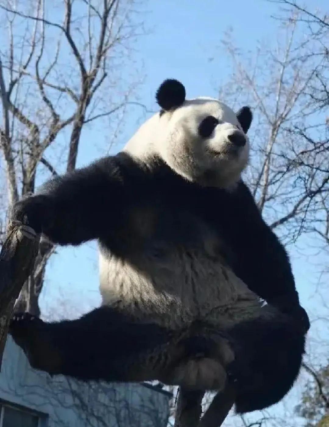 大熊猫萌兰被萌萌抢苹果,大熊猫萌兰被抢苹果