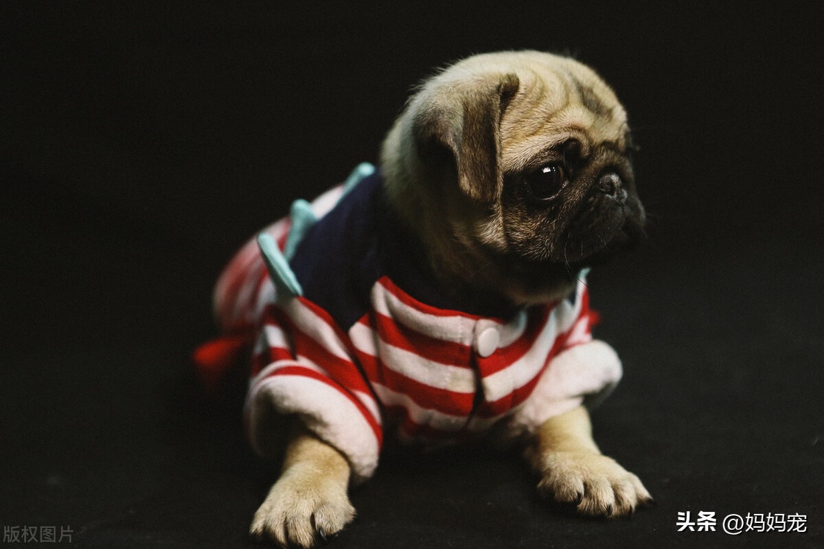 混血巴哥犬跟纯种巴哥犬的区别,纯种巴哥犬价格多少钱一个月