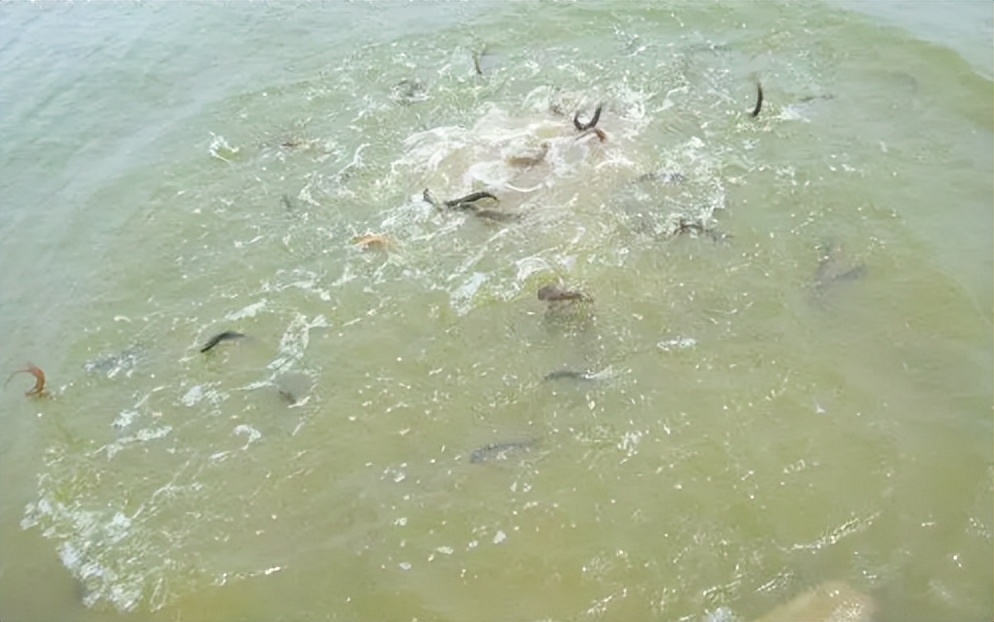 泥鳅放生存活率高么,为什么泥鳅都是放生专用