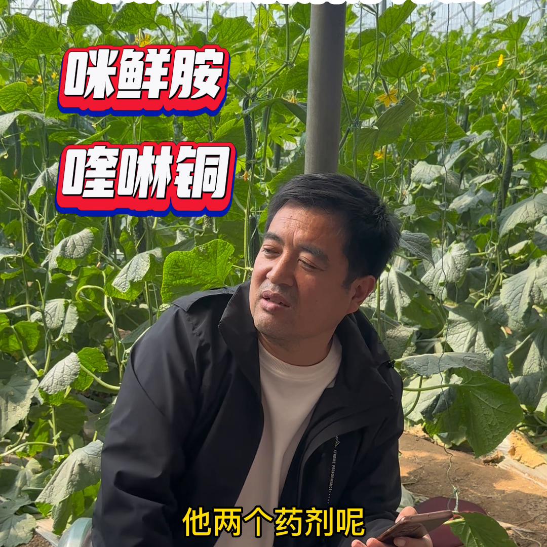 黄瓜靶斑病与黄瓜褐斑病,黄瓜靶斑病最佳治疗方法