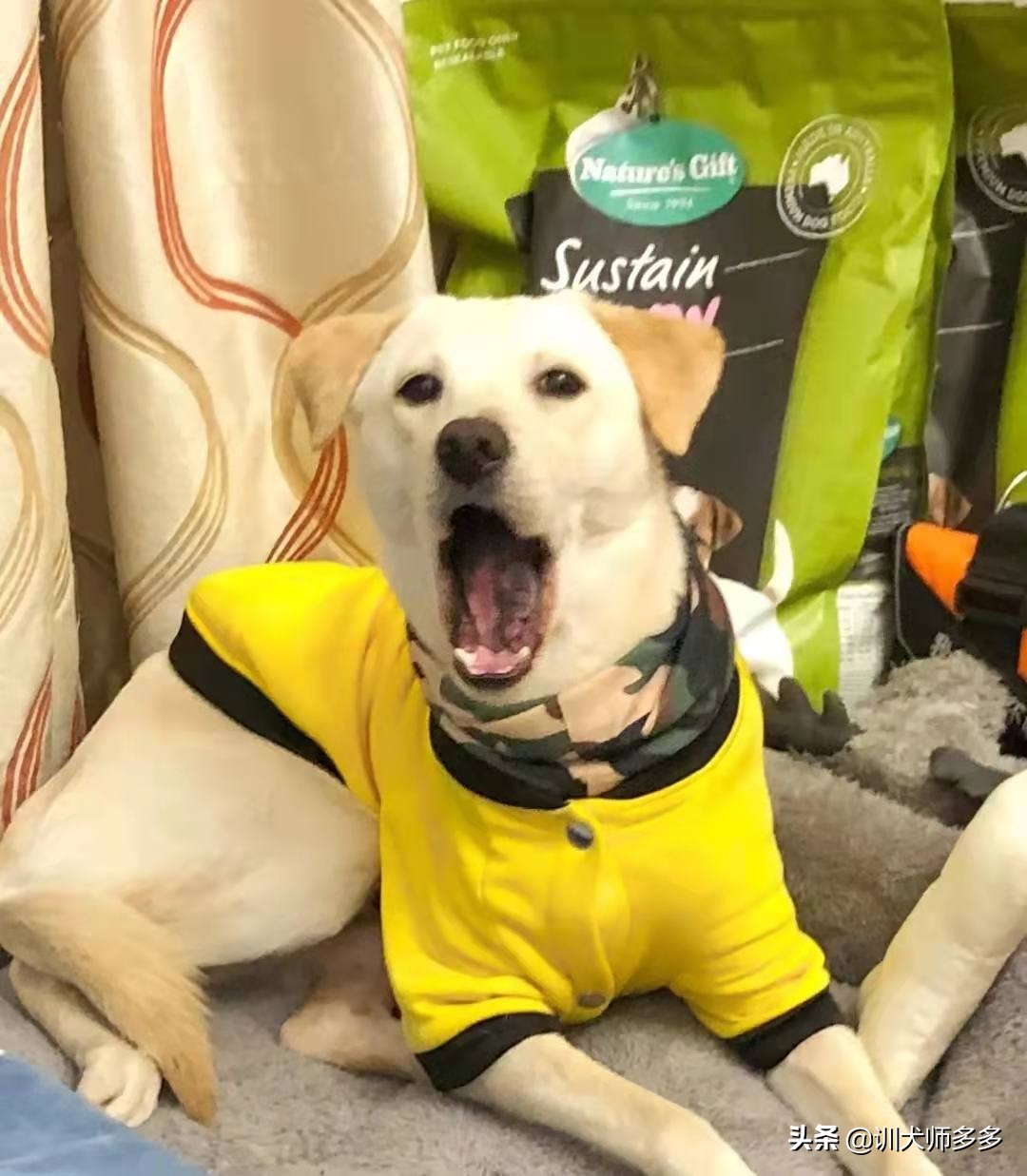 训狗乱叫教程从零开始,狗见狗乱叫行为纠正