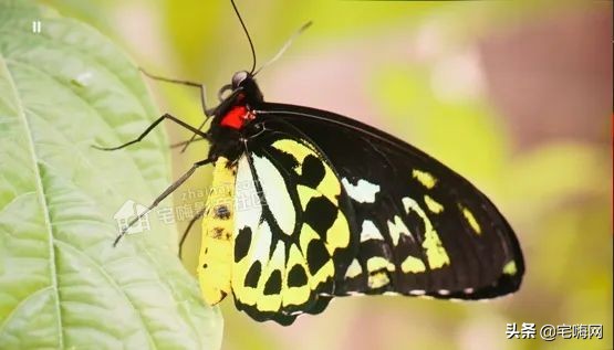 三星samsung55英寸oled测评,三星lsp9t评测