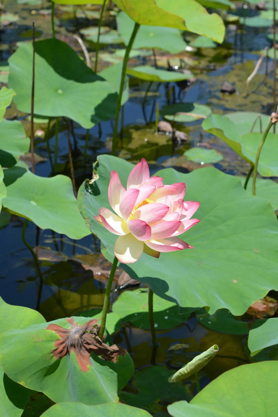 成都龙泉山水旅游攻略图,成都龙泉湖一日游最新详细攻略