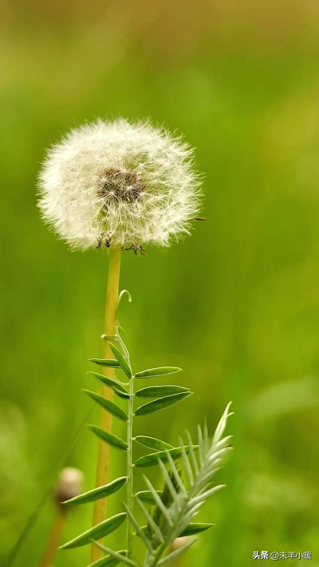 超清超美独一无二手机壁纸图片,养眼养心的壁纸