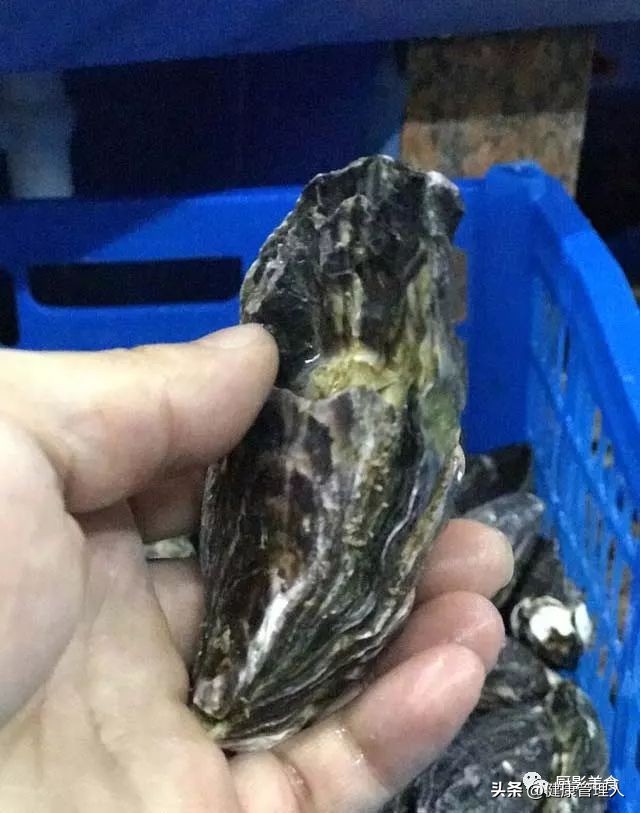 世界顶级海鲜食材,世界顶级的海鲜视频