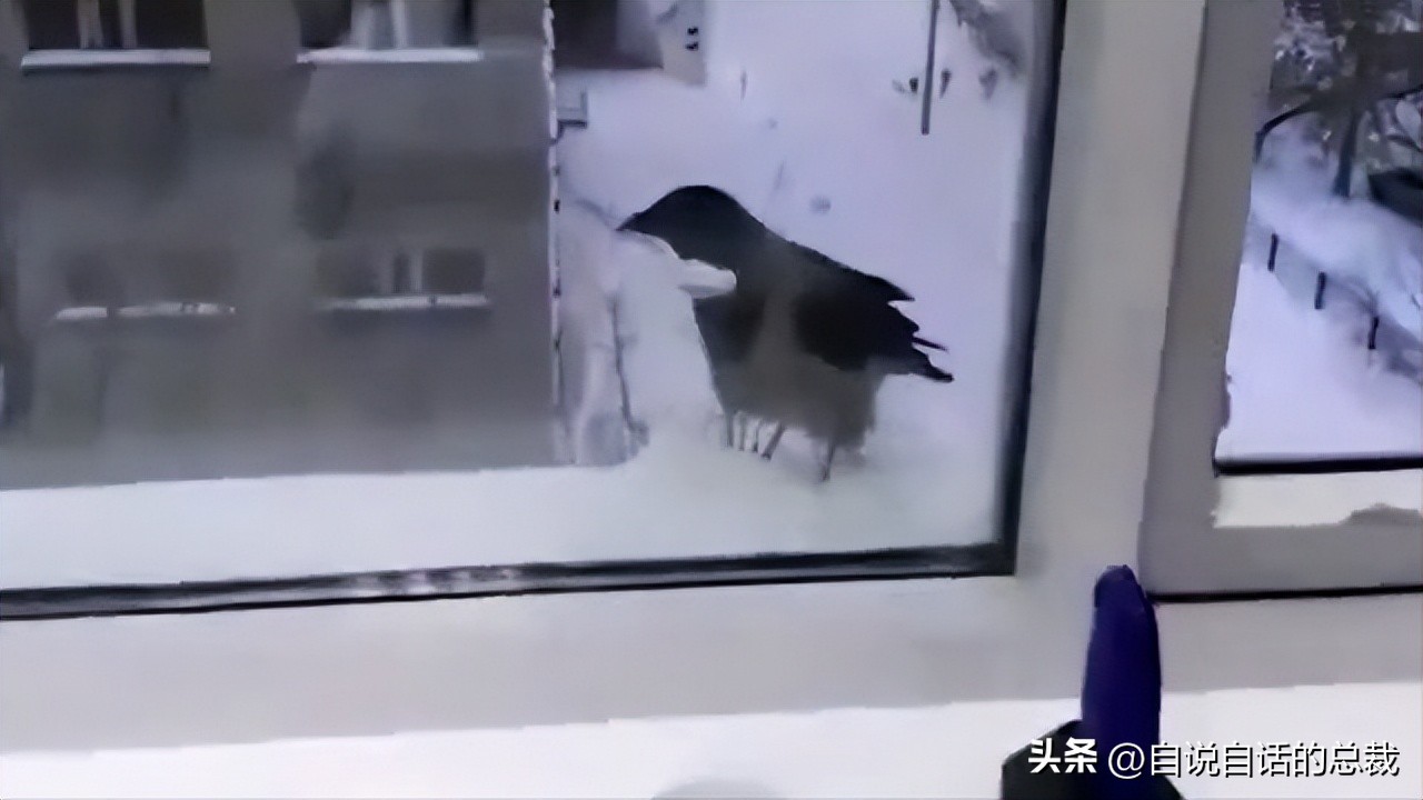 乌鸦为什么是外星人,外星人至今还未出现的5大原因