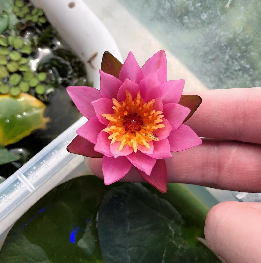 95后广东小伙痴迷睡莲育种,95后小伙痴迷睡莲育种