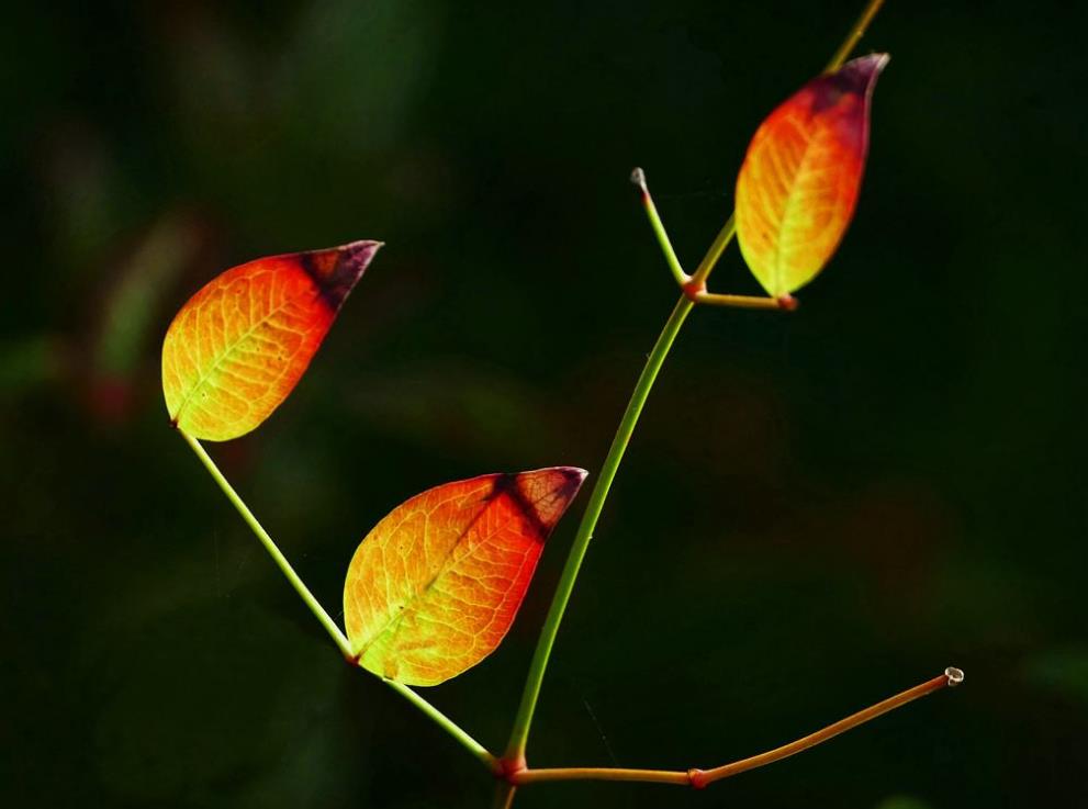 最孤独的境界无人与我立黄昏,人生最大的孤独莫过于