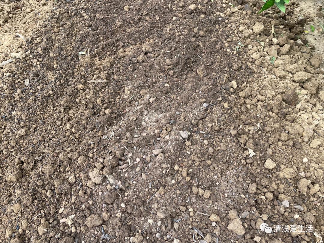 种植大蒜买什么样的大蒜好视频,红皮大蒜种植对气候要求高吗