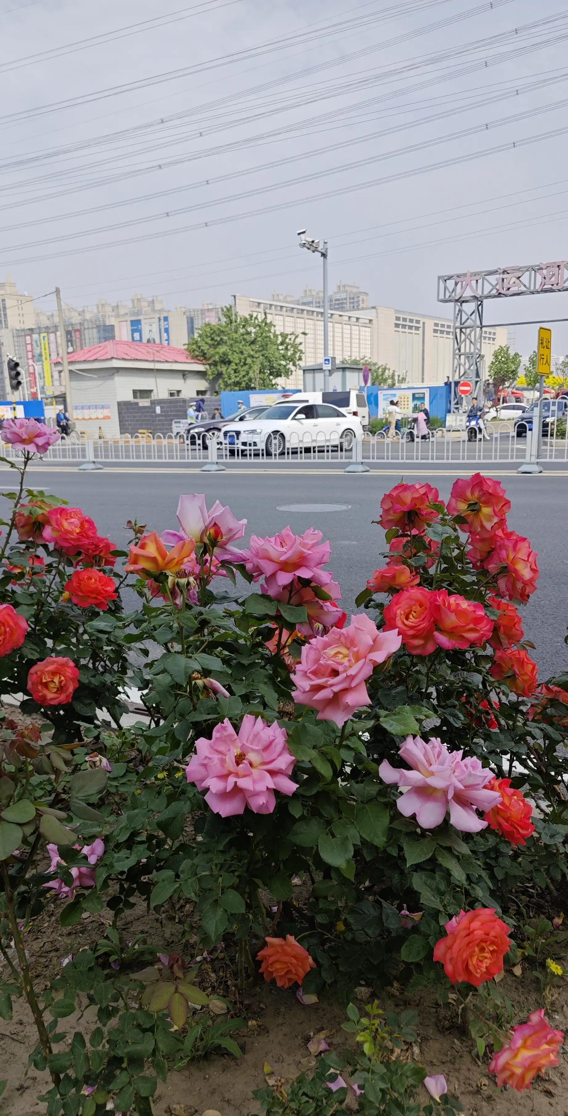 春天的月季花作文500字,春天的月季花是什么颜色