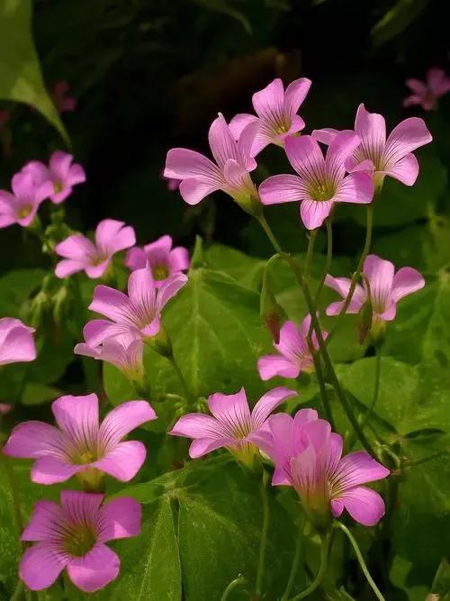 三叶草永远的一抹绿,三叶草我们眼中的缤纷世界