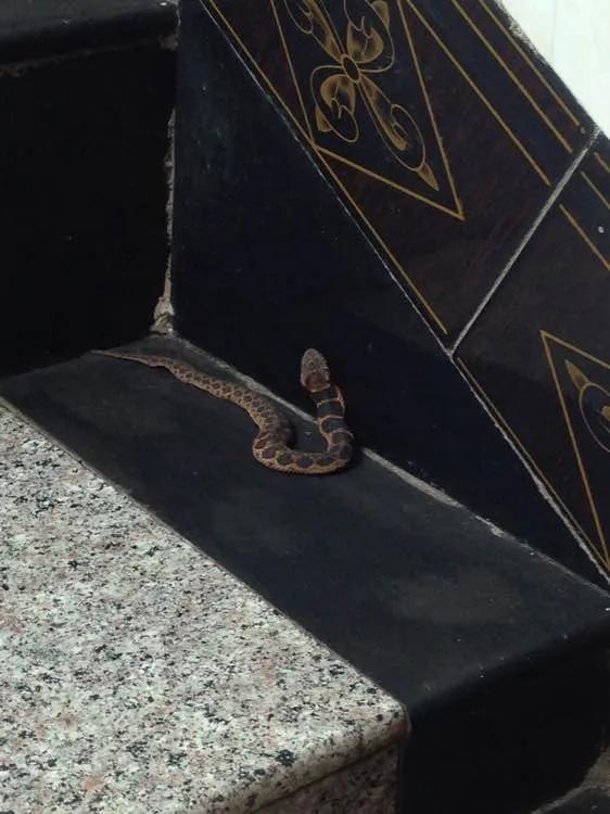 蛇头是三角形的无毒蛇,长角的毒蛇是什么蛇